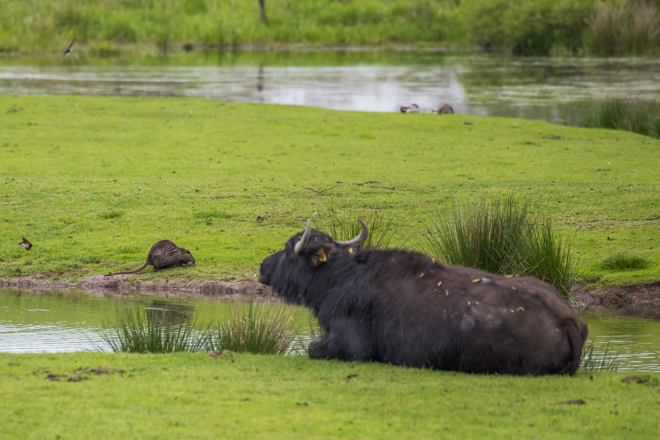 Nutria und wiederk&auml;uender B&uuml;ffel
