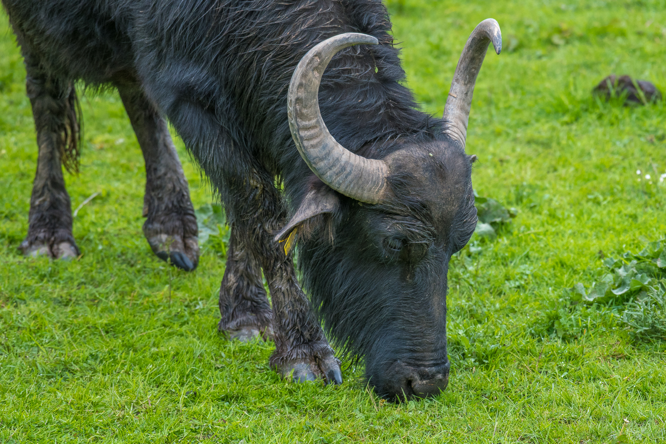 Imposante H&ouml;rner