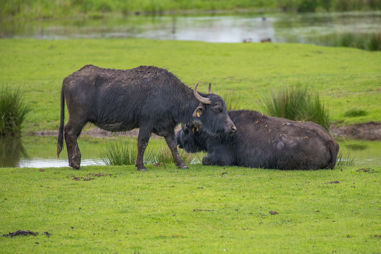 Hier wird etwas geschmust ;-)