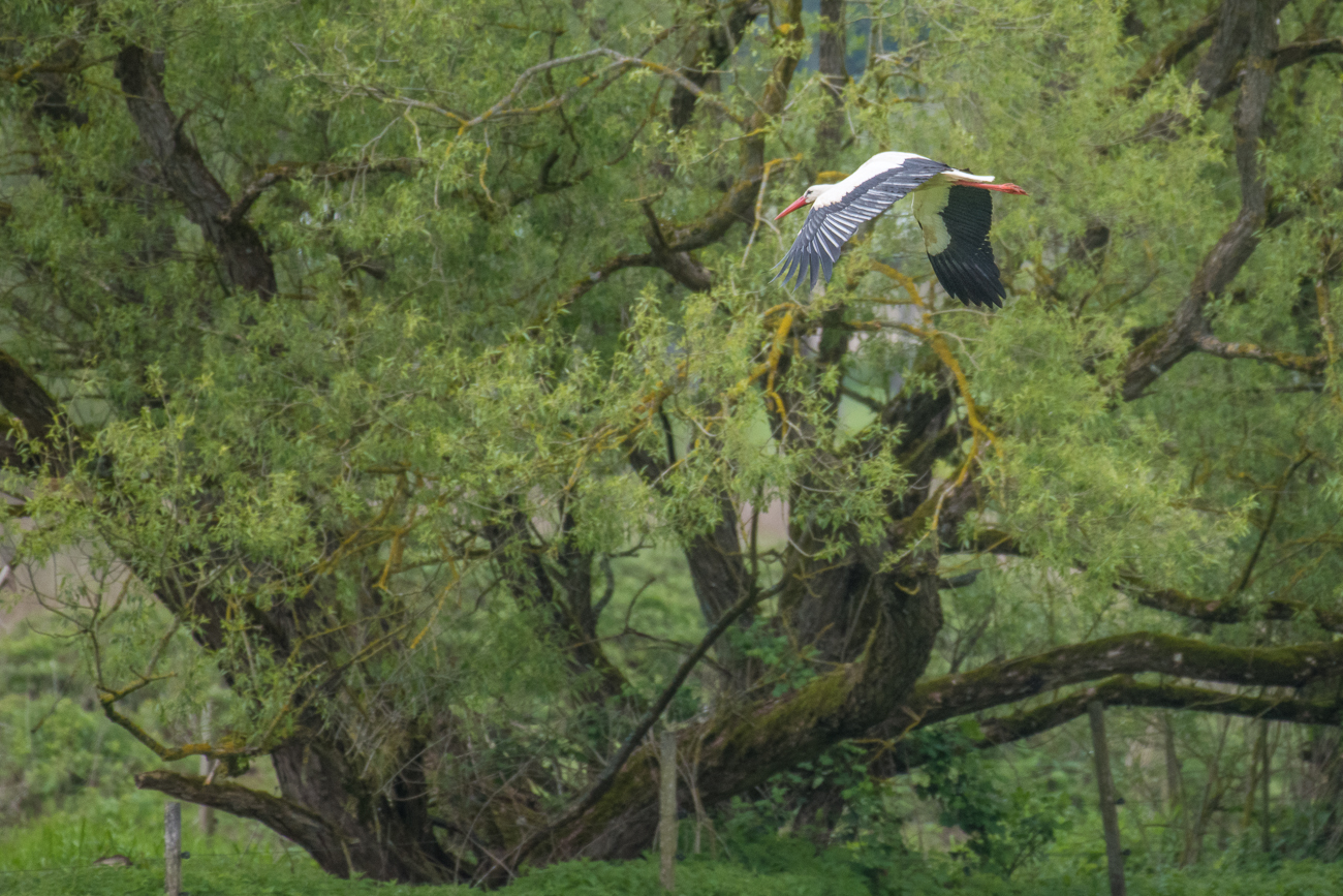 Ab in die Feuchtgebiete ...