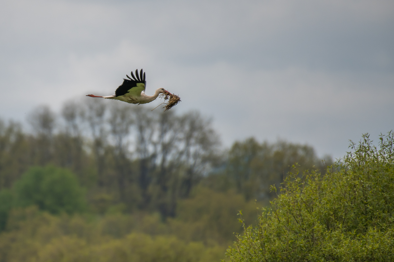 ... und etwas Polstermaterial f&uuml;r's Nest geholt