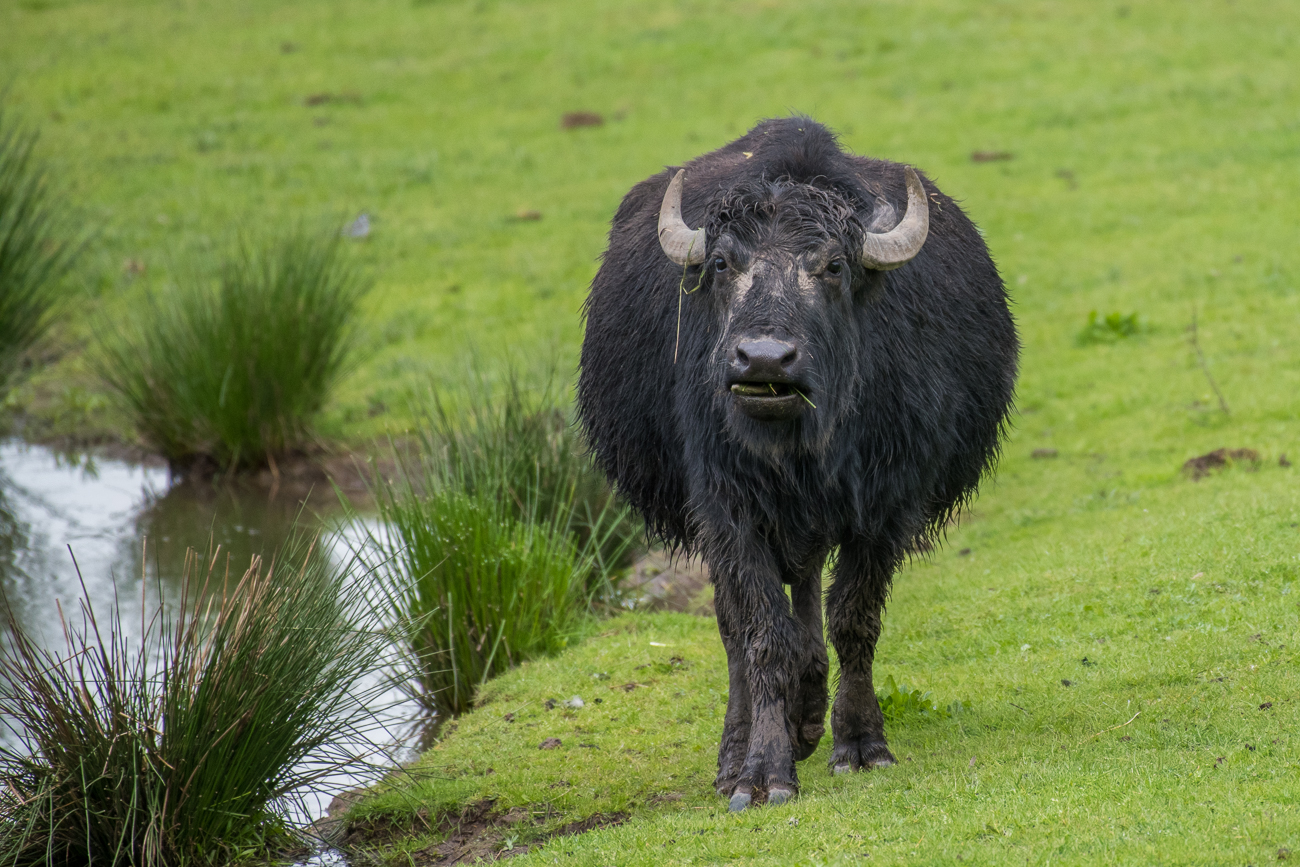 Schwangere B&uuml;ffelkuh?