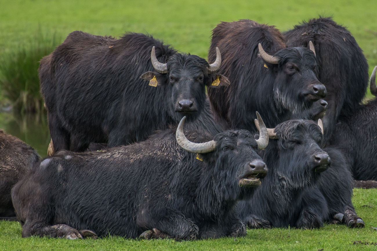 Gemeinsames Wiederk&auml;uen