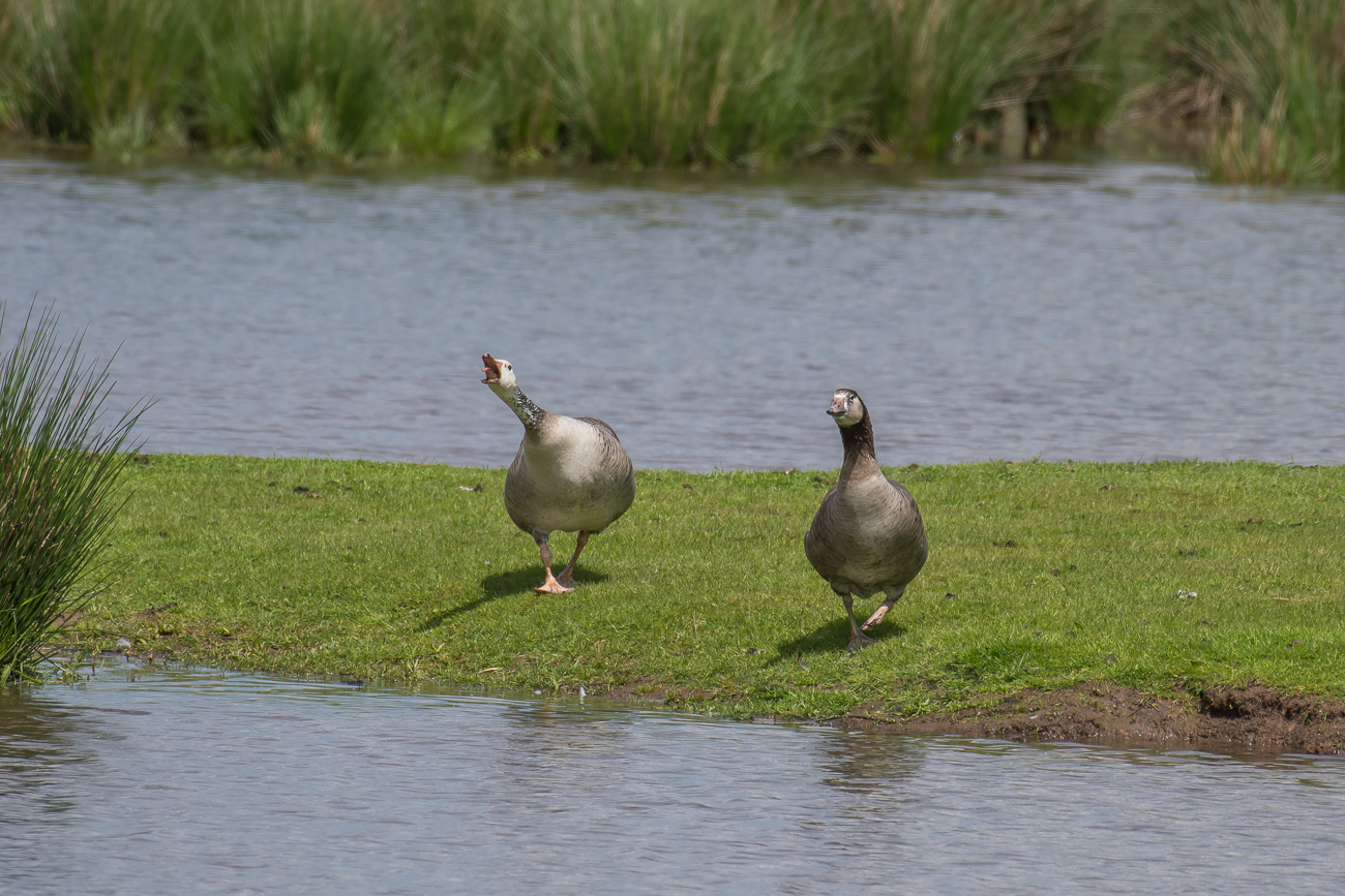 Streitende G&auml;nse