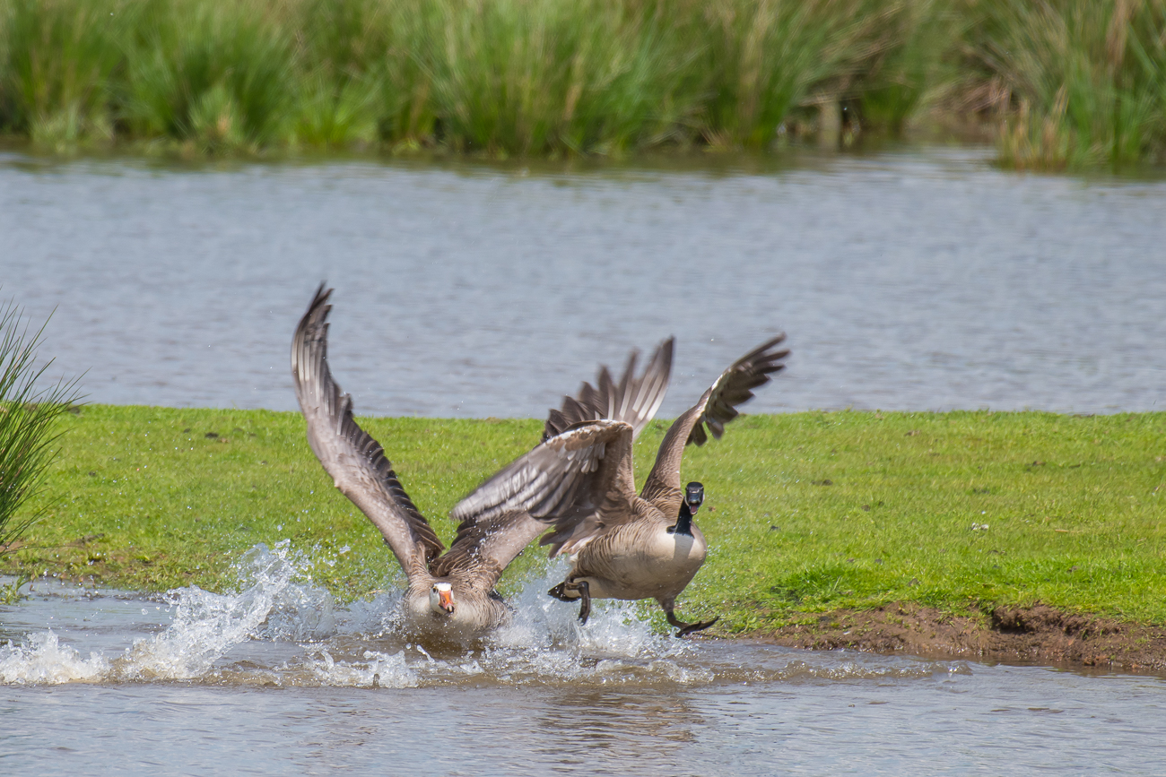 Streitende G&auml;nse