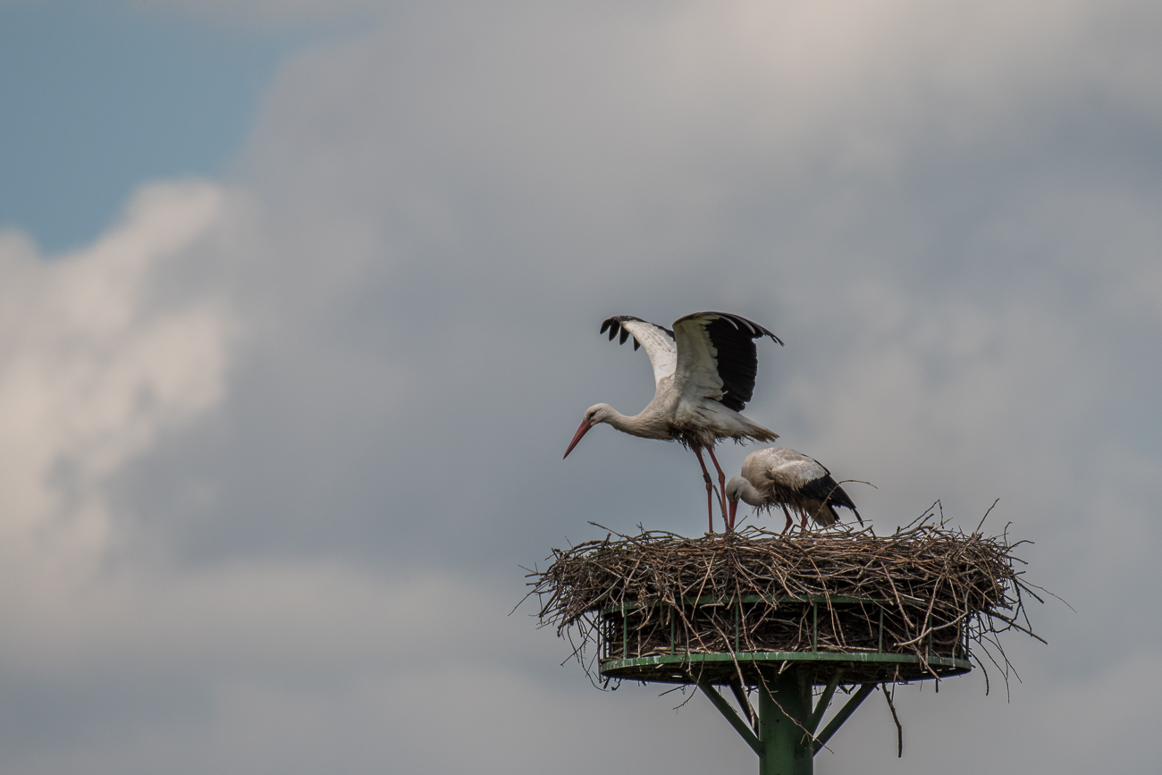 Meister Adebar in Startposition