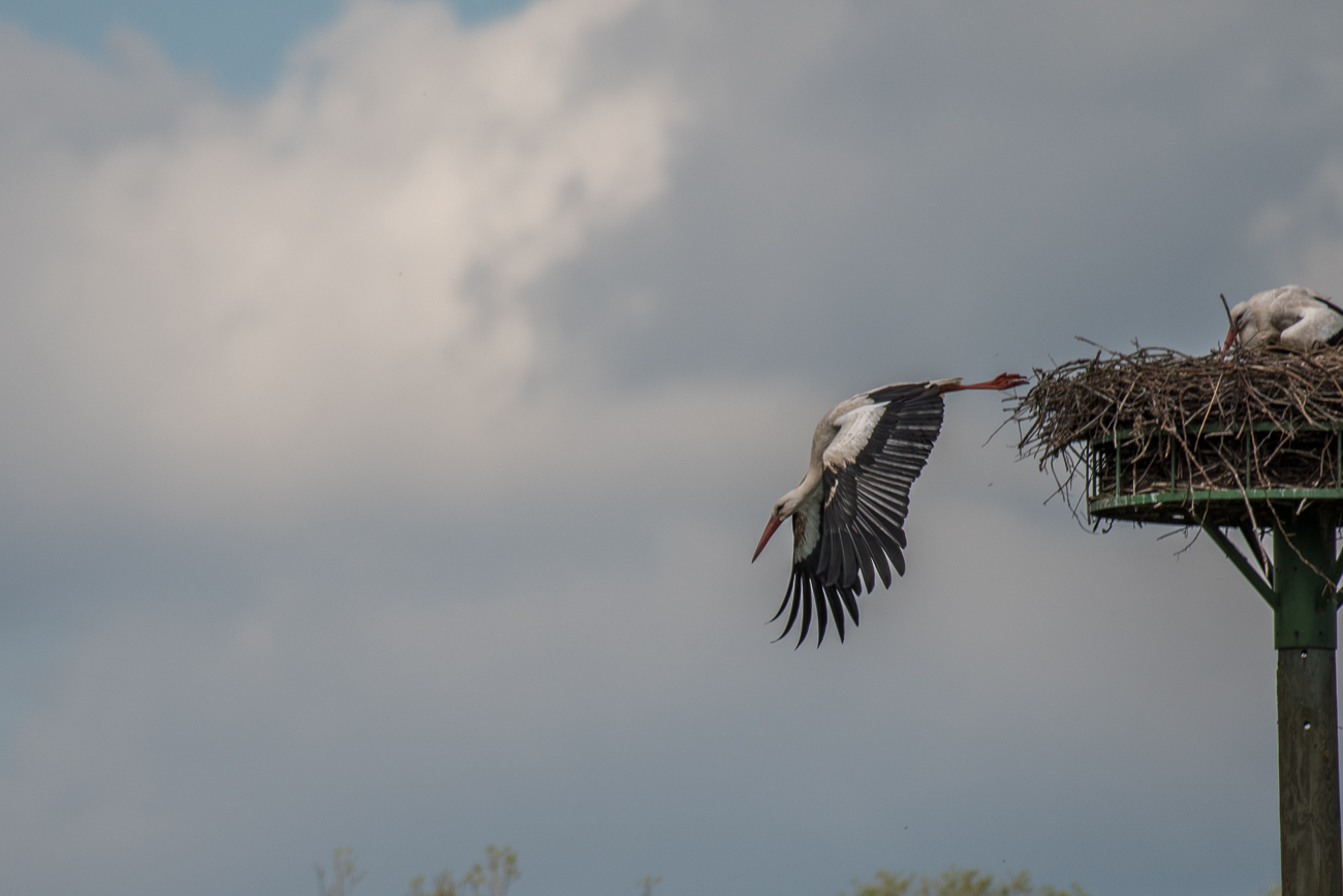 ... nach dem Sturzflug ...
