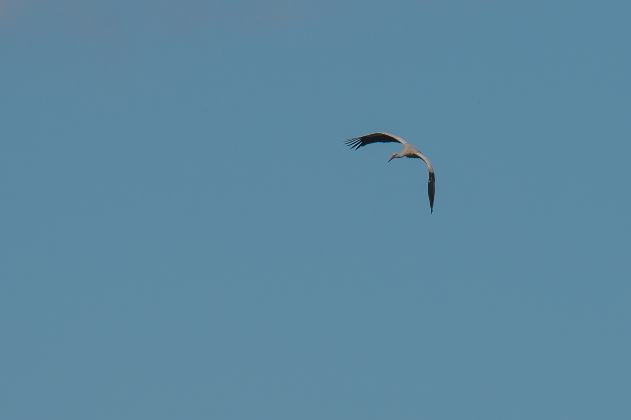 Nach einer gro&szlig;en Runde ...