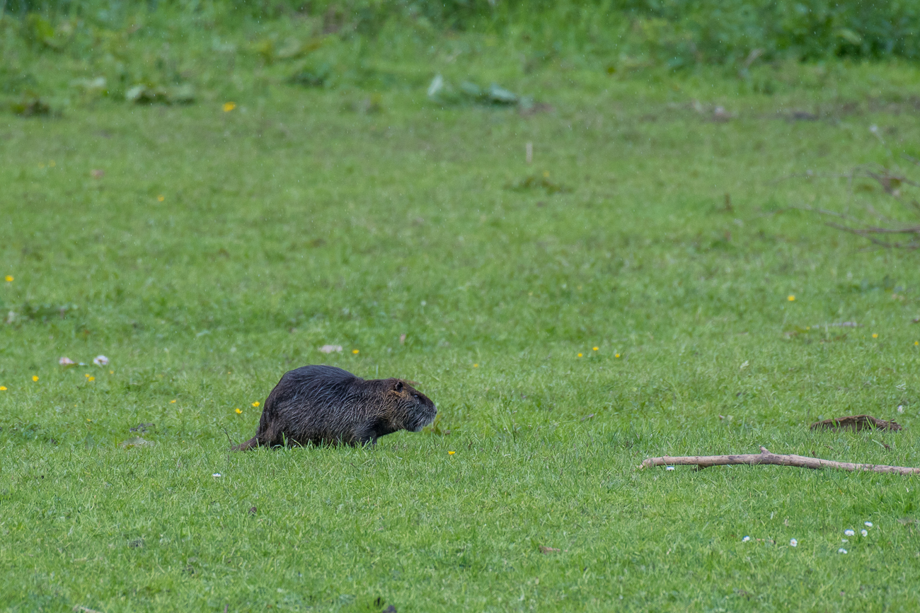 Nutria ...