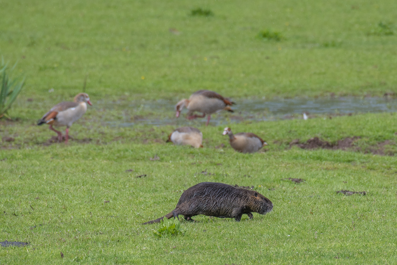 ... im Schweinsgalopp