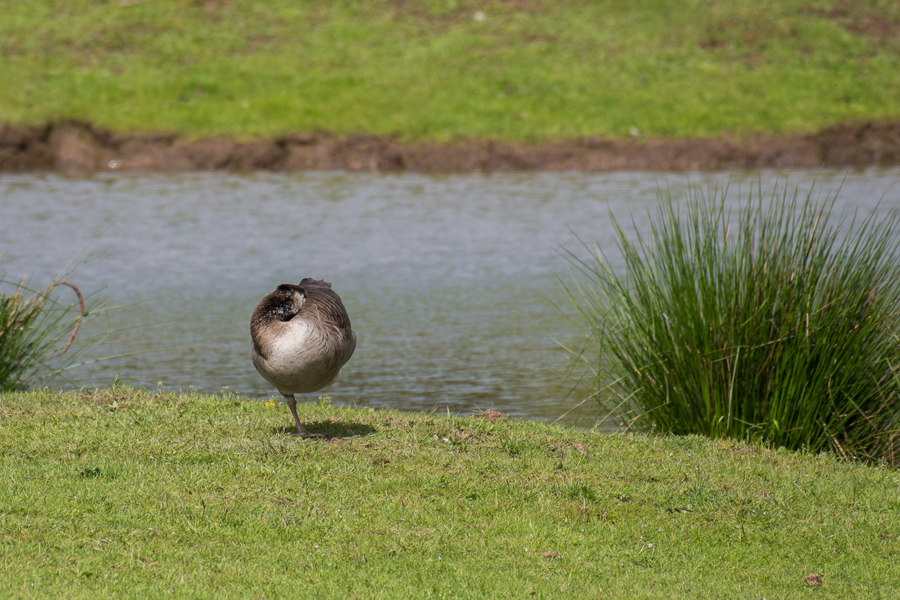 Auf einem Bein kann man doch stehen ;-)
