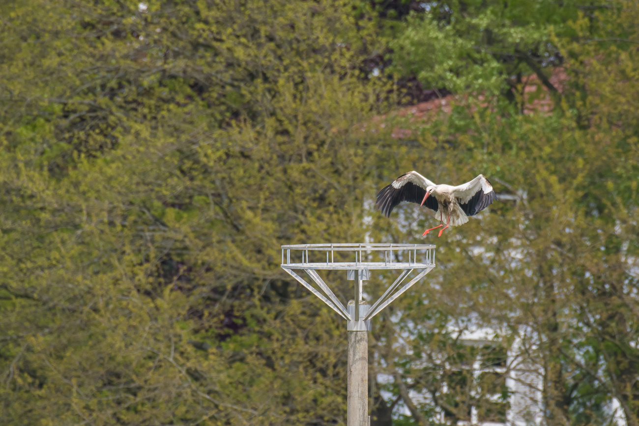 Anflug auf die leere Nisthilfe