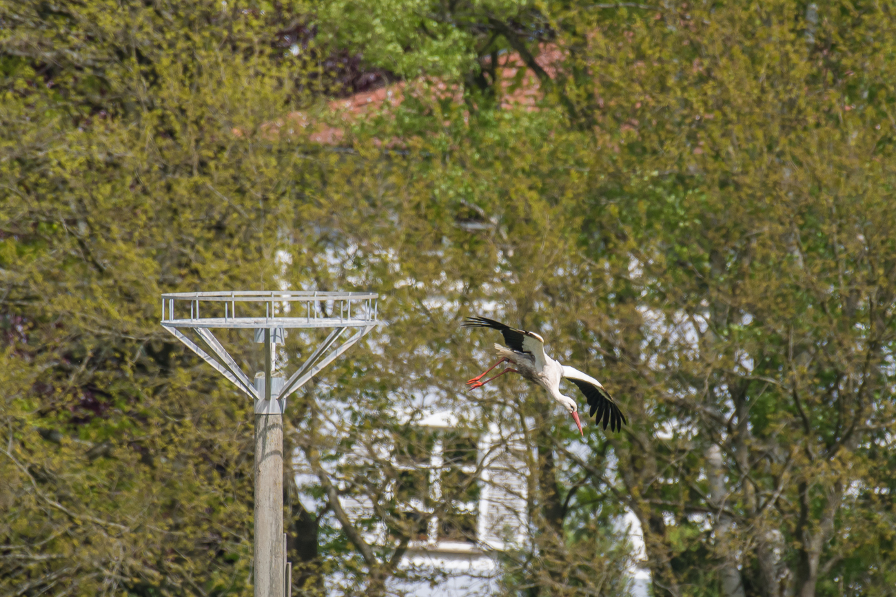 Start von der Nisthilfe