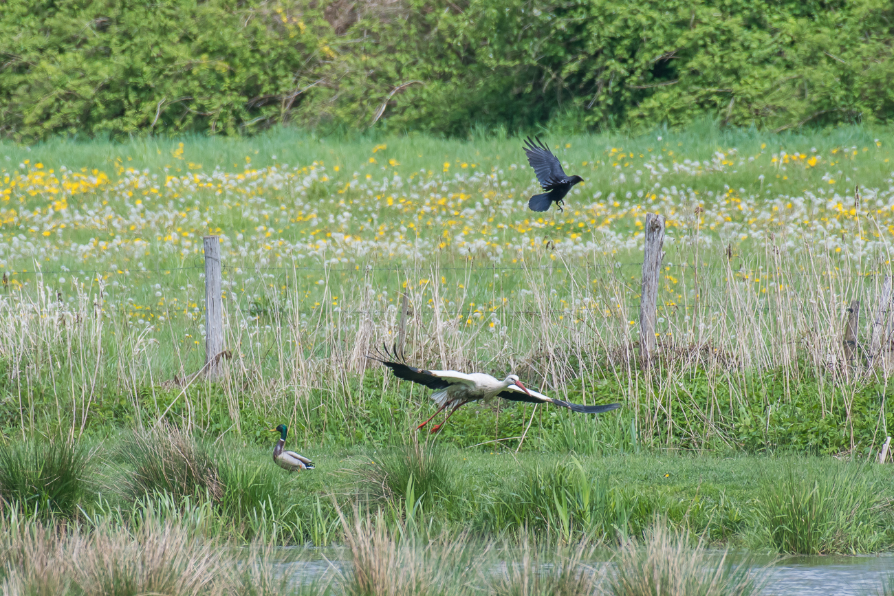 ... und er fl&uuml;chtet ein paar Meter weiter
