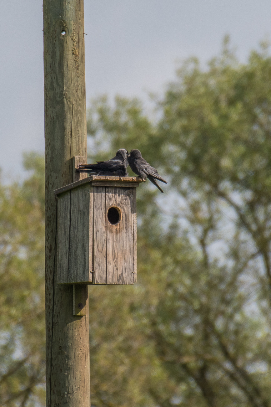 Die Jungen sind geschl&uuml;pft und werden auf dem Nistkasten gef&uuml;ttert