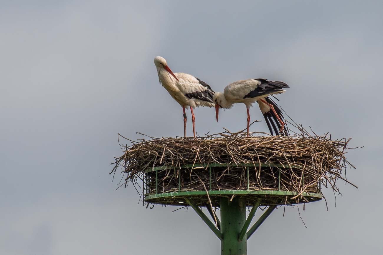 Jetzt erstmal ausgiebig strecken, erst der eine ...