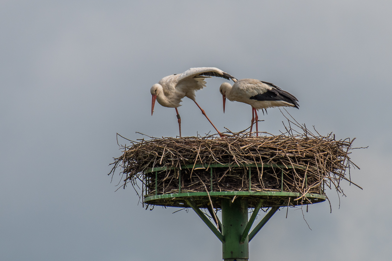 ... dann der andere Storch