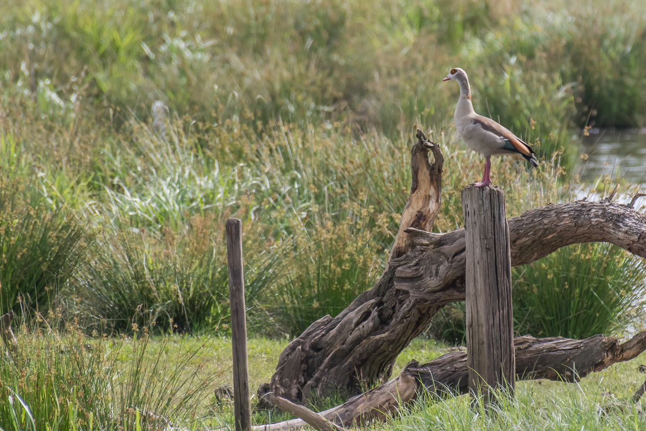 Nilgans auf Pfosten