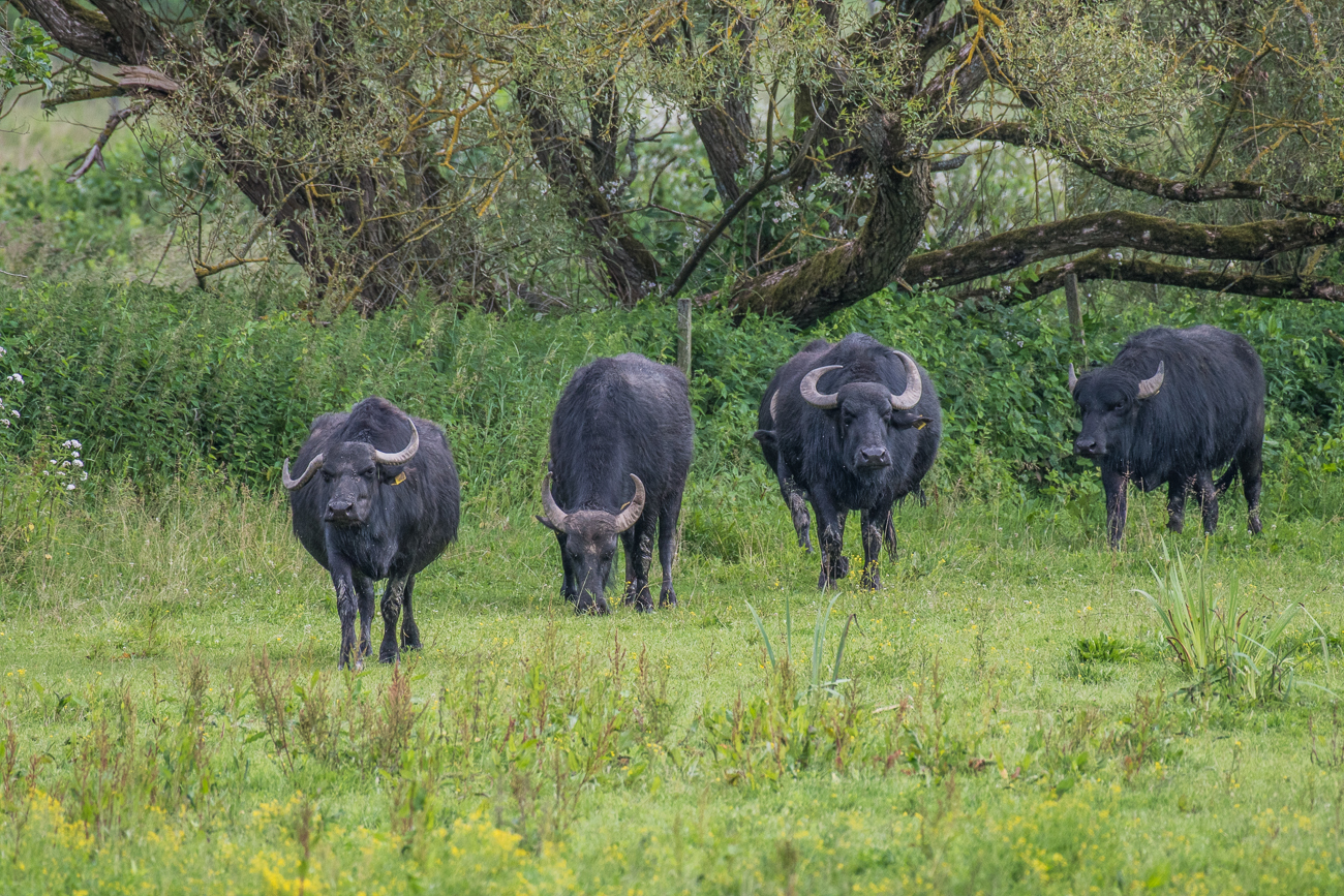 Die Wasserb&uuml;ffel betreten das Revier