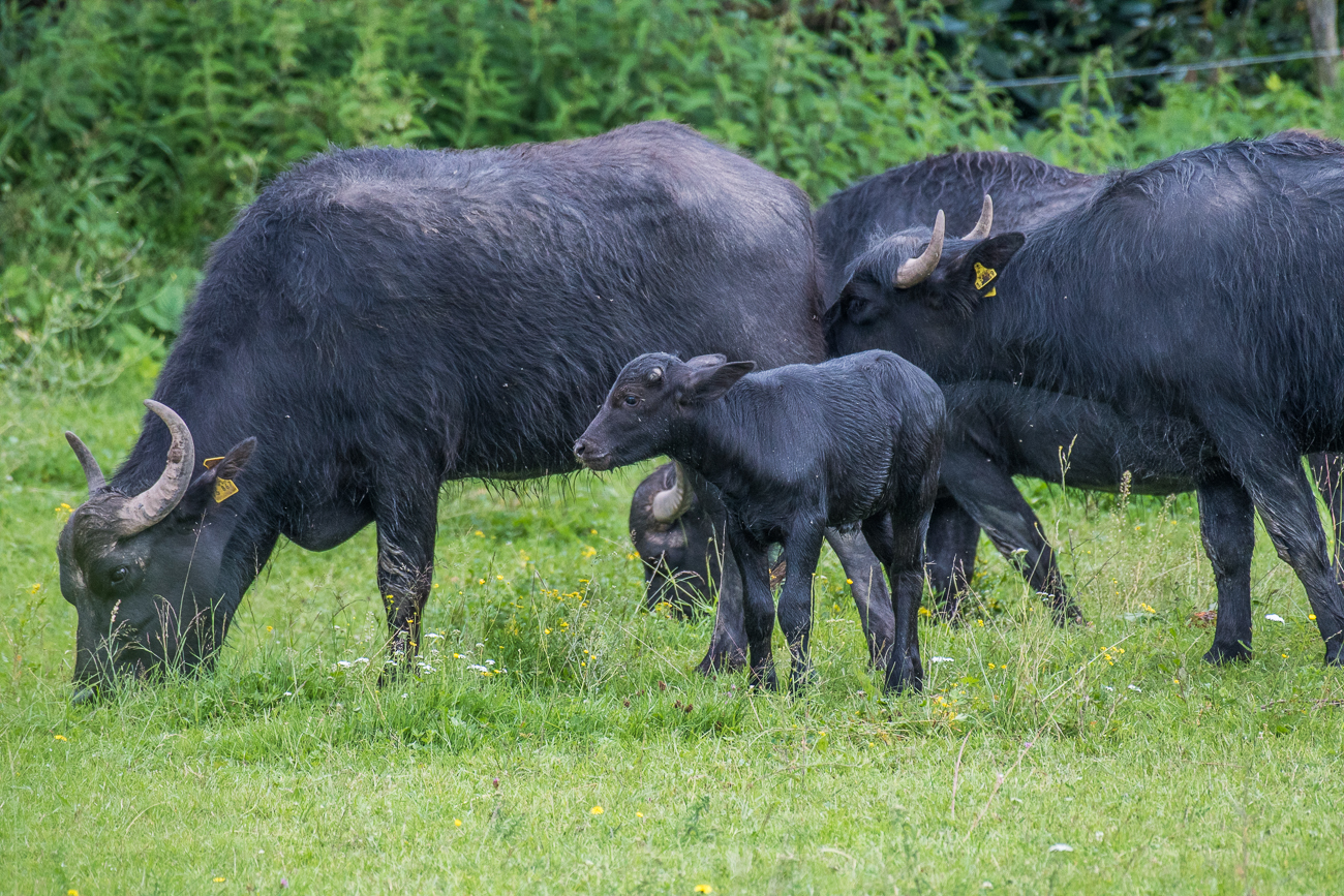 Ein kleiner Nachwuchs-B&uuml;ffel ist auch dabei