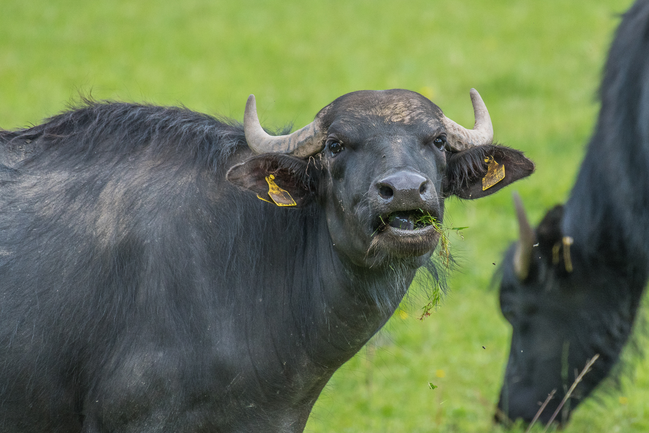 Wer st&ouml;rt mich beim Fressen?