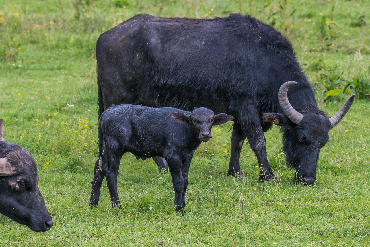 Nochmal der Nachwuchs ...