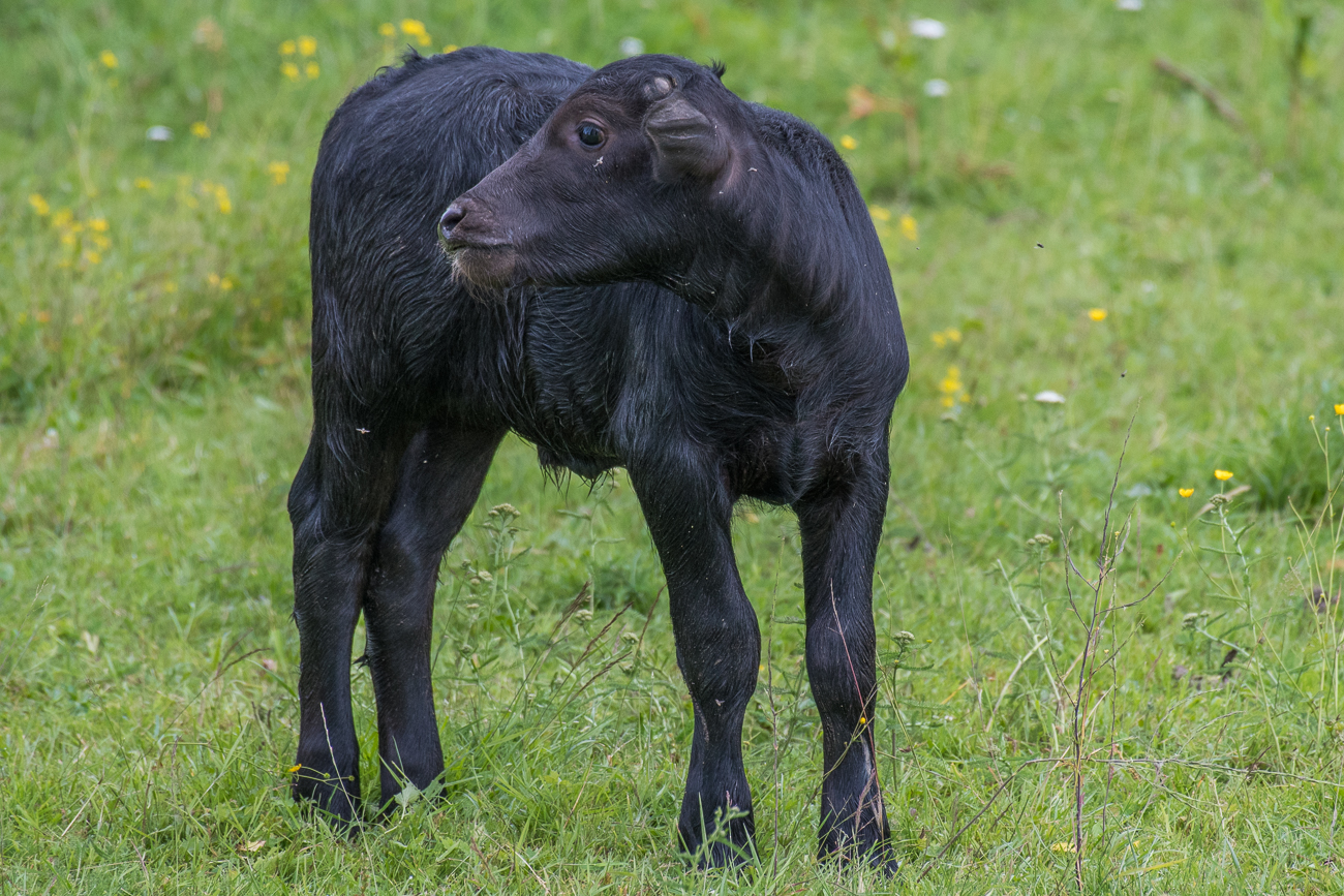 ... erst umschauen ...