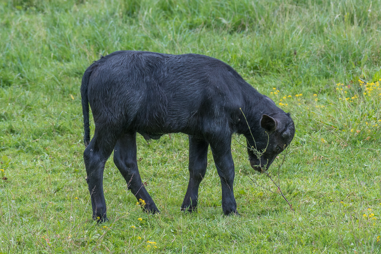 ... dann mit dem B&auml;umchen spielen