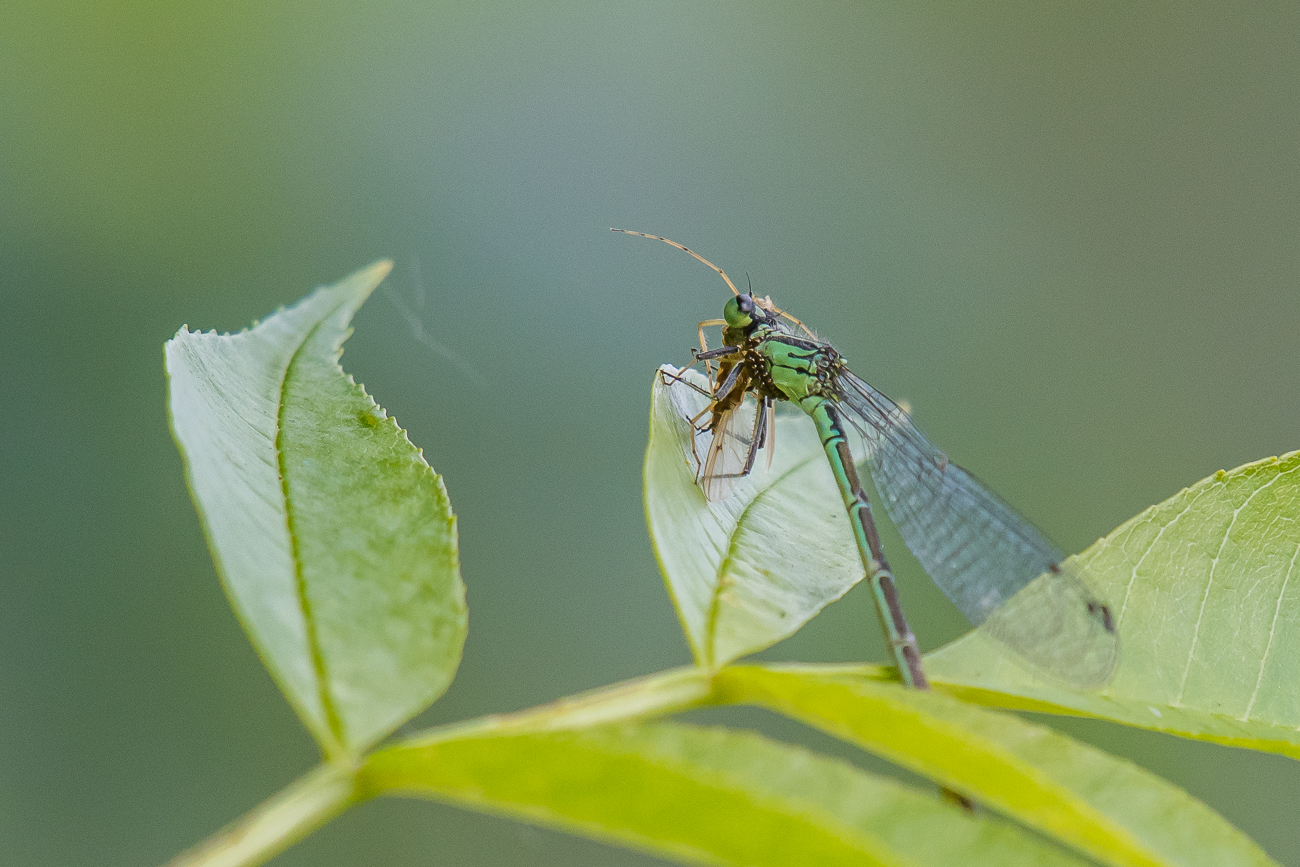 Eine Libelle beim Fressen einer Fliege