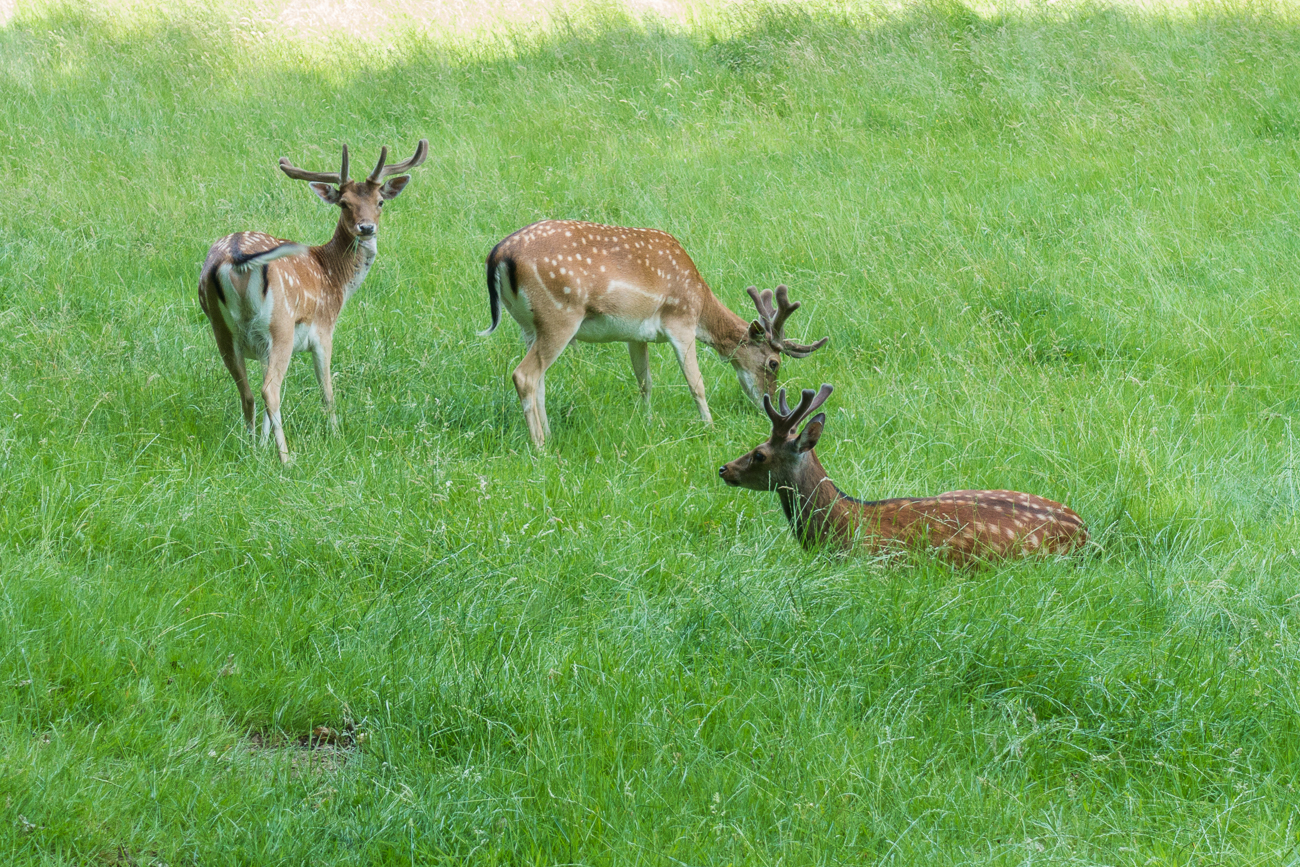 Damhirsche im Wildgehege