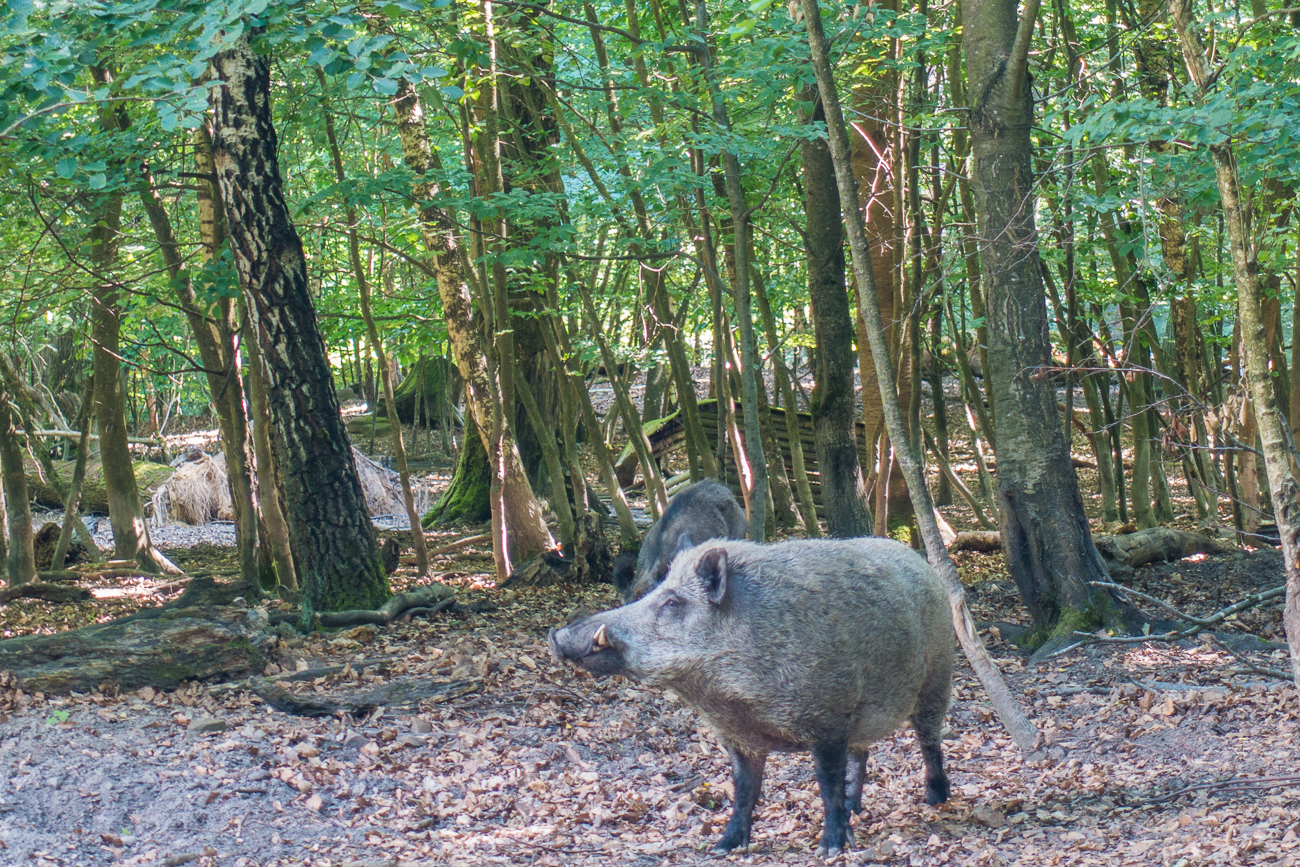 Wildschwein im Wildgehege