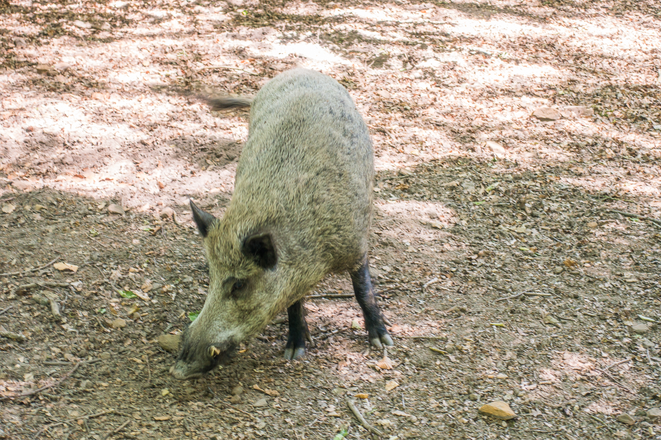 Wildschwein im Wildgehege
