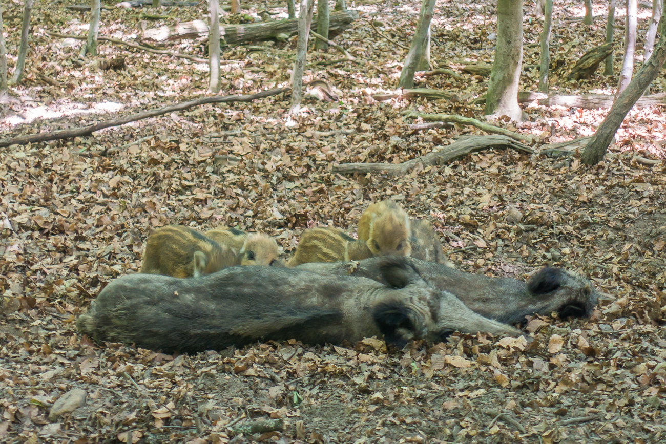 Zwei S&auml;ue mit ihren Frischlingen