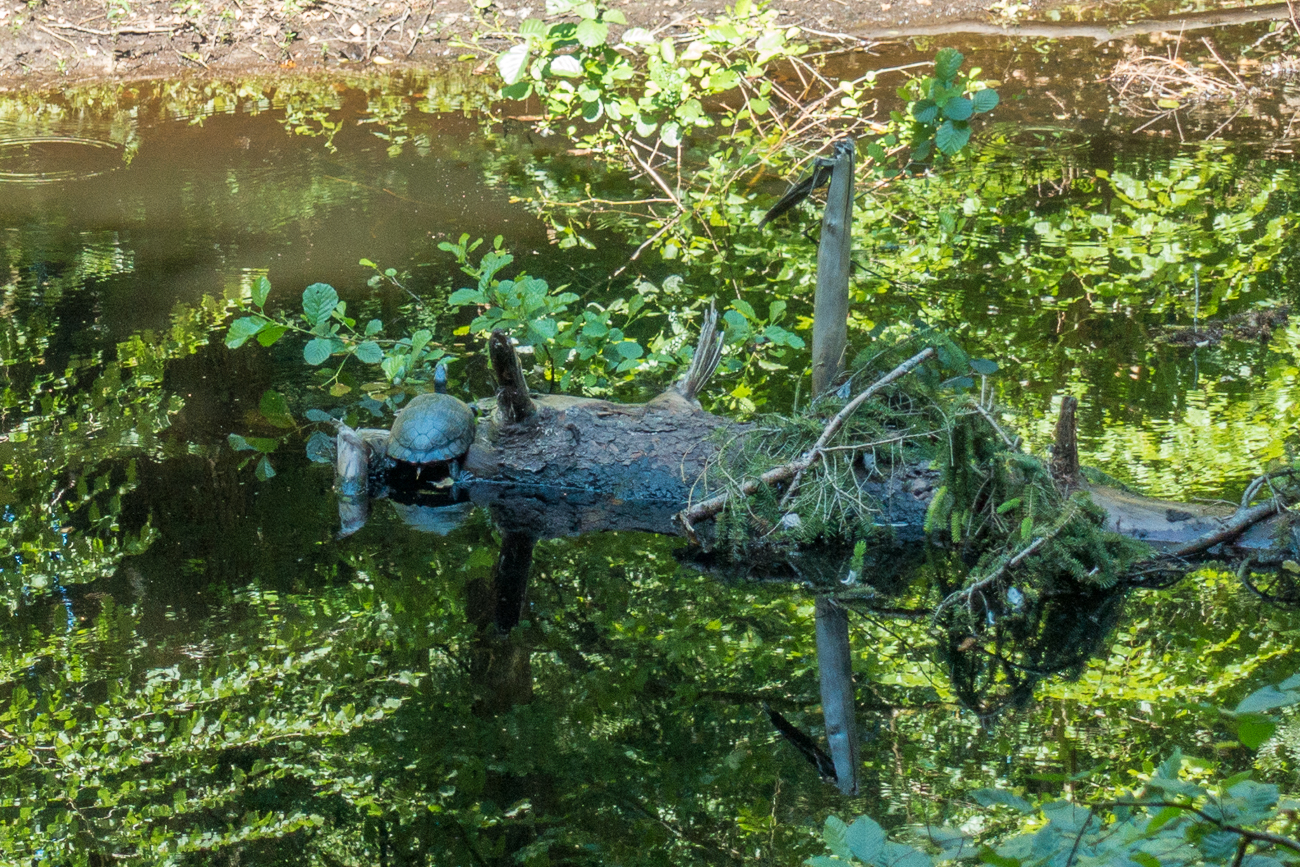 Schildkr&ouml;te sonnt sich im Schatten ;-)
(Au&szlig;erhalb des Wildgeheges) 