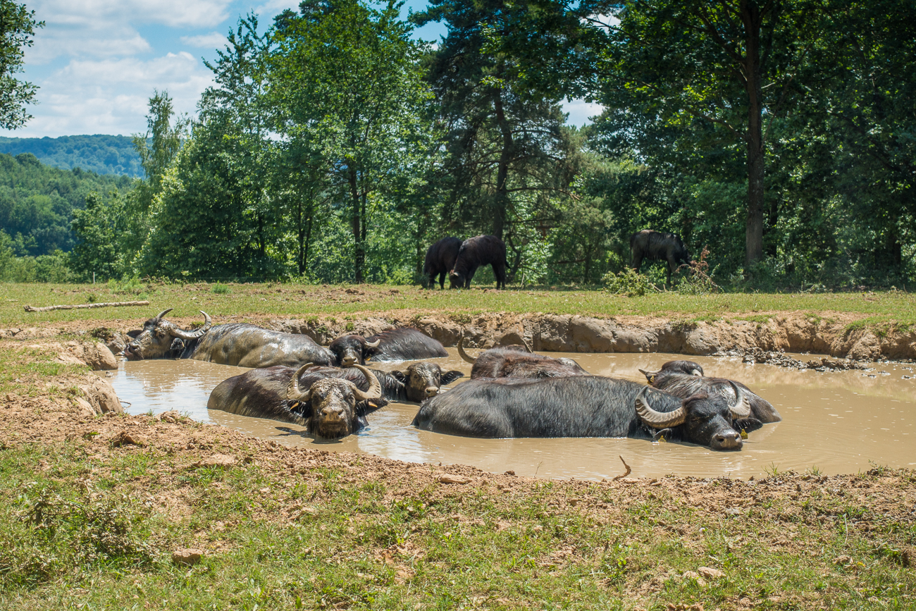 Die Wasserb&uuml;ffel k&uuml;hlen sich in der Suhle ab