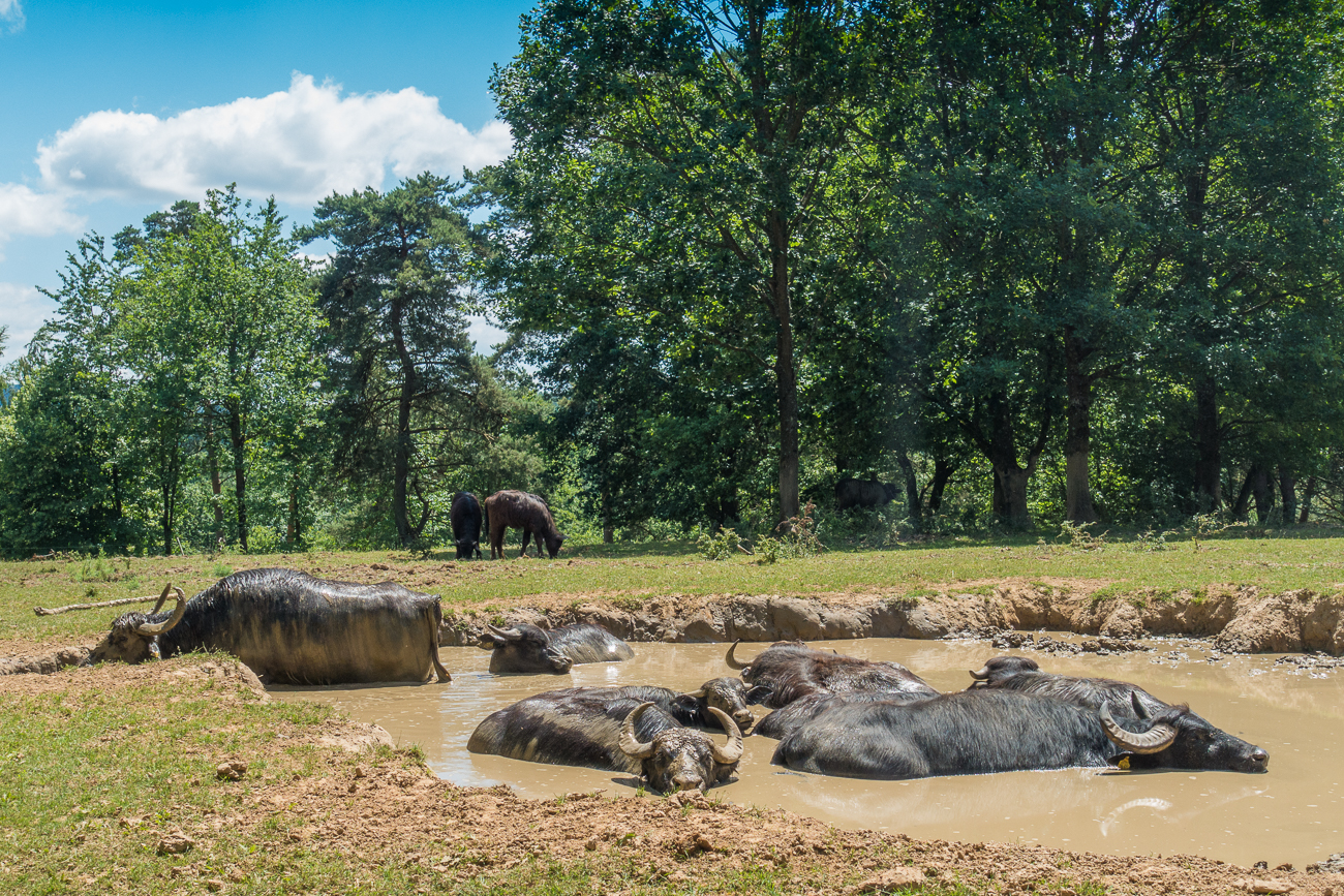 Wenn die Br&uuml;he nicht so schmutzig w&auml;re, k&ouml;nnte man sich dazu legen ;-)