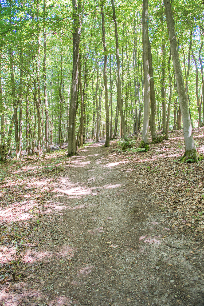 Schattiger Waldweg