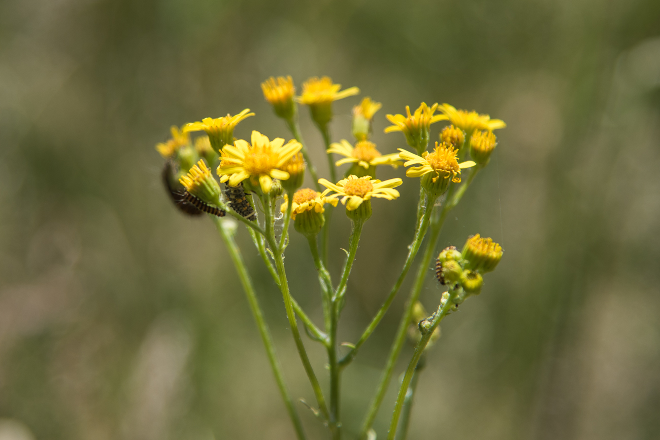 &Uuml;berall Insekten an den Bl&uuml;ten