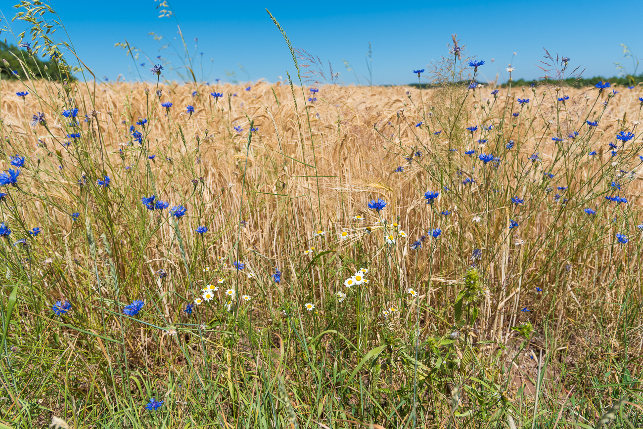 Kornblumen und Margeriten