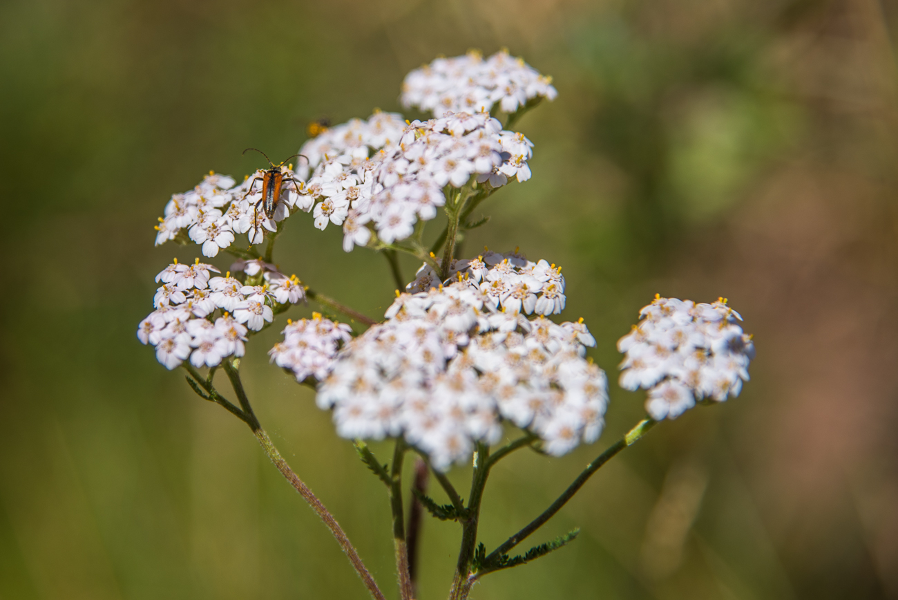 Kleiner Schmalbock auf Bl&uuml;ten
