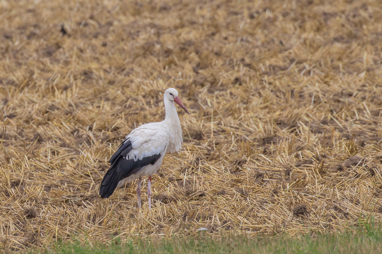 ... die waren allerdings nur au&szlig;erhalb des Biotops zu finden