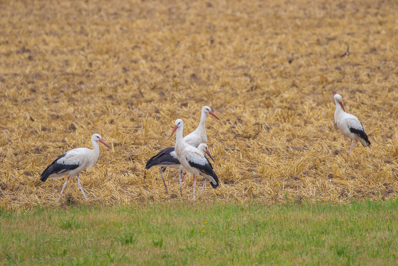 Daf&uuml;r waren sie zahlreich ...
