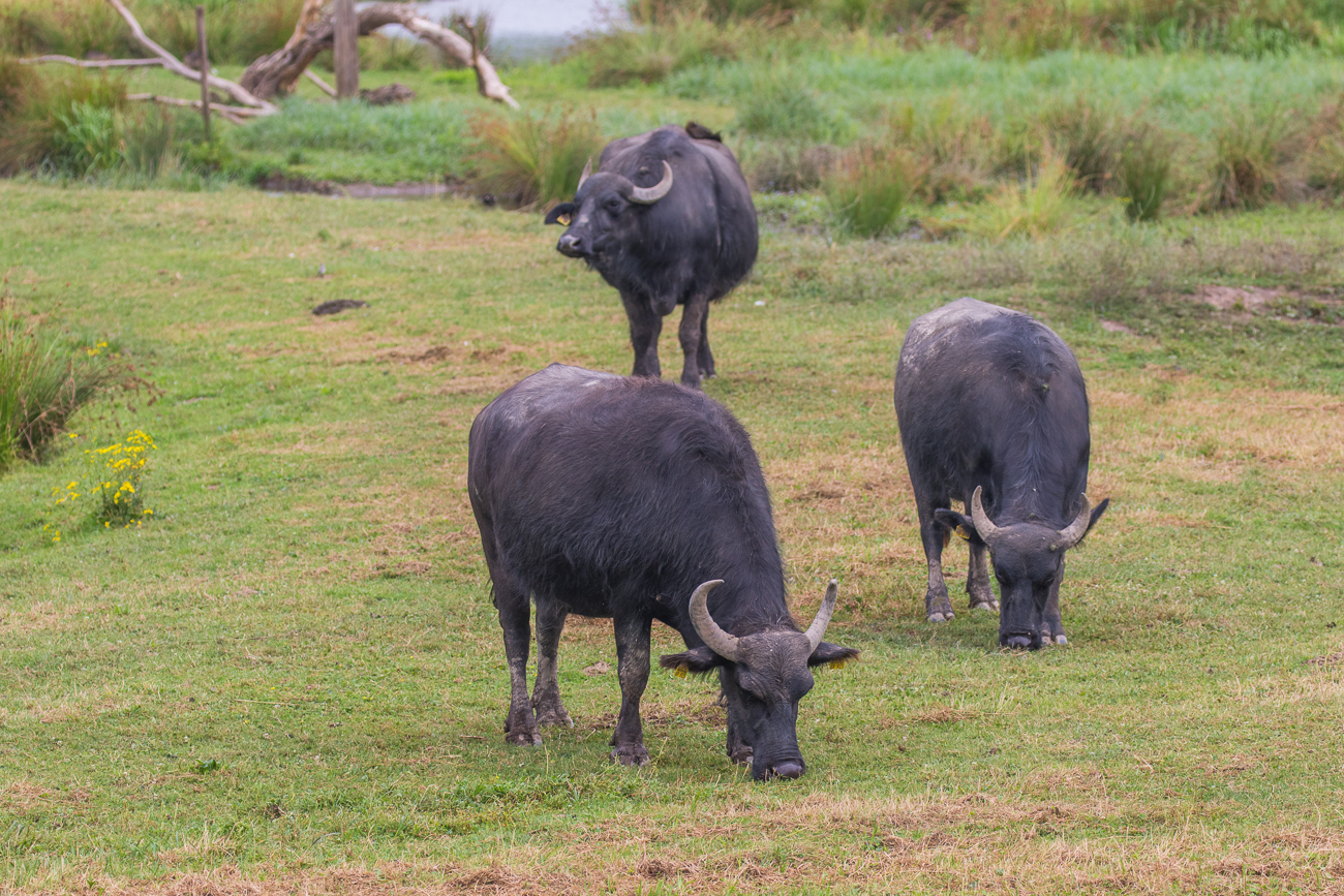 Wasserb&uuml;ffel im Biotop Beeden ...