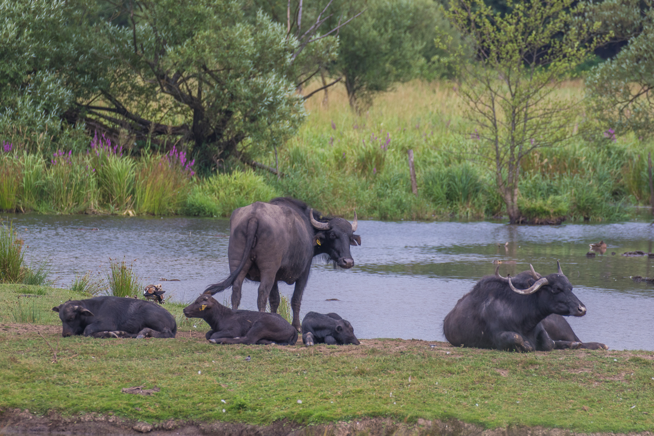 ... halten den Bewuchs niedrig