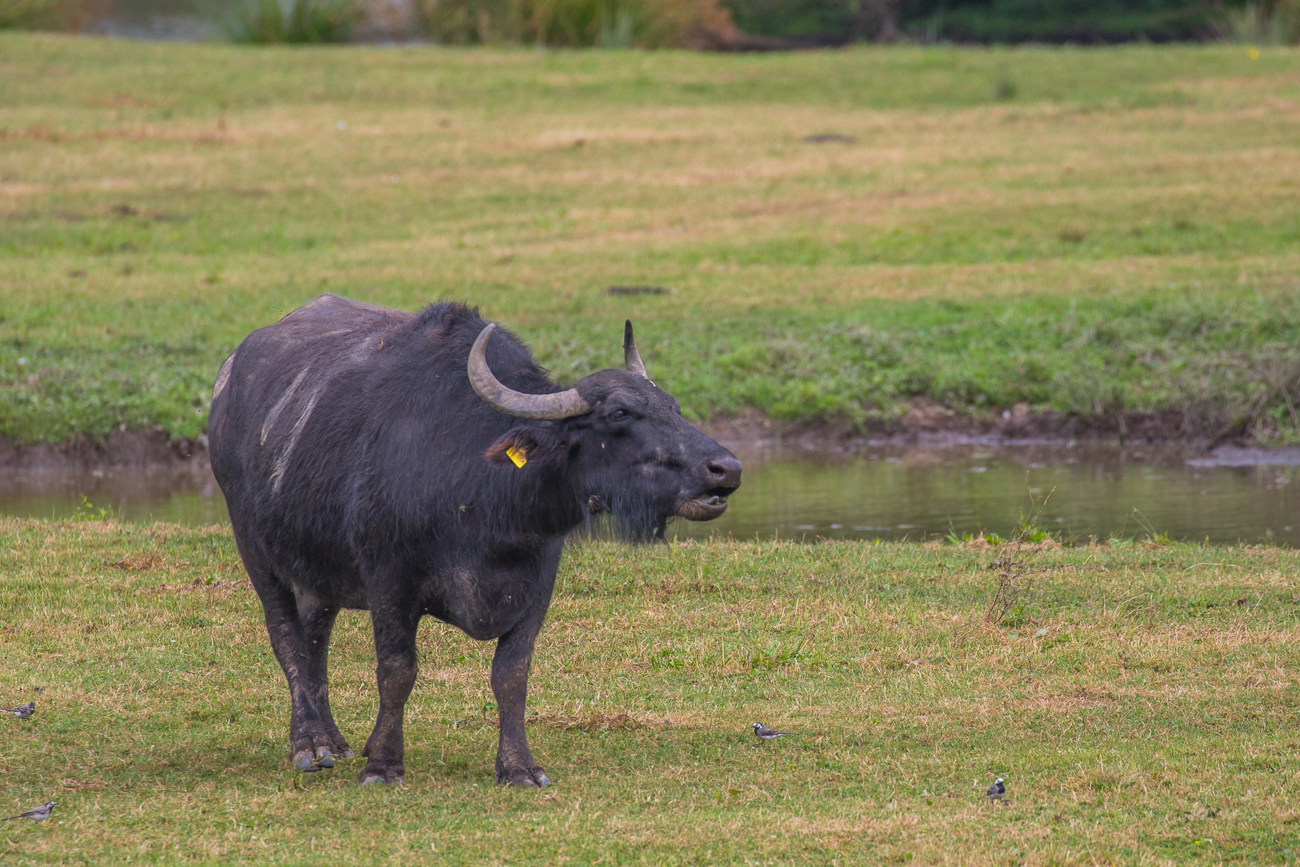 ... doch den Alttieren m&ouml;chte man nicht zu nahe kommen