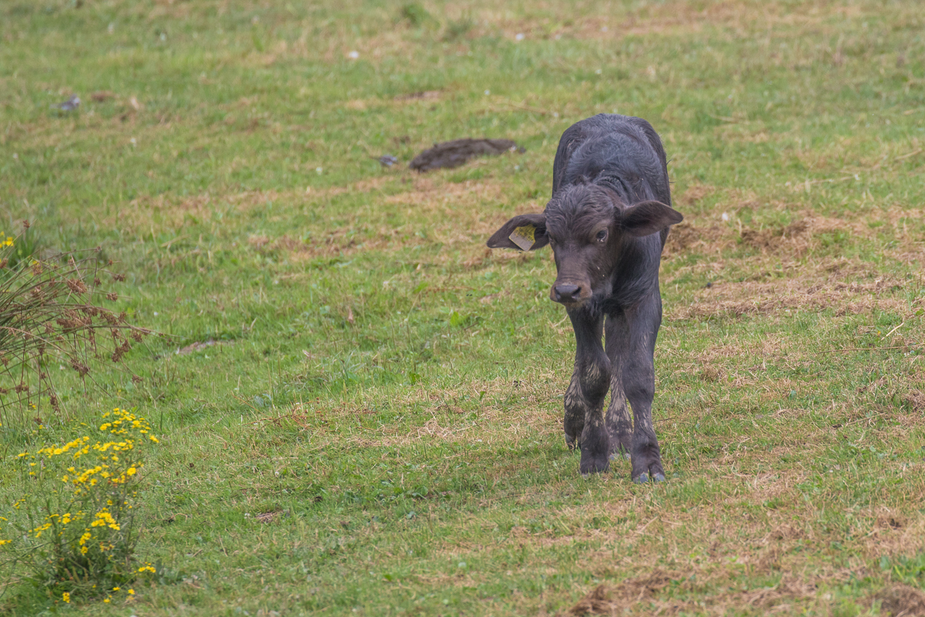 Das K&auml;lbchen m&ouml;chte man gerne streicheln ...