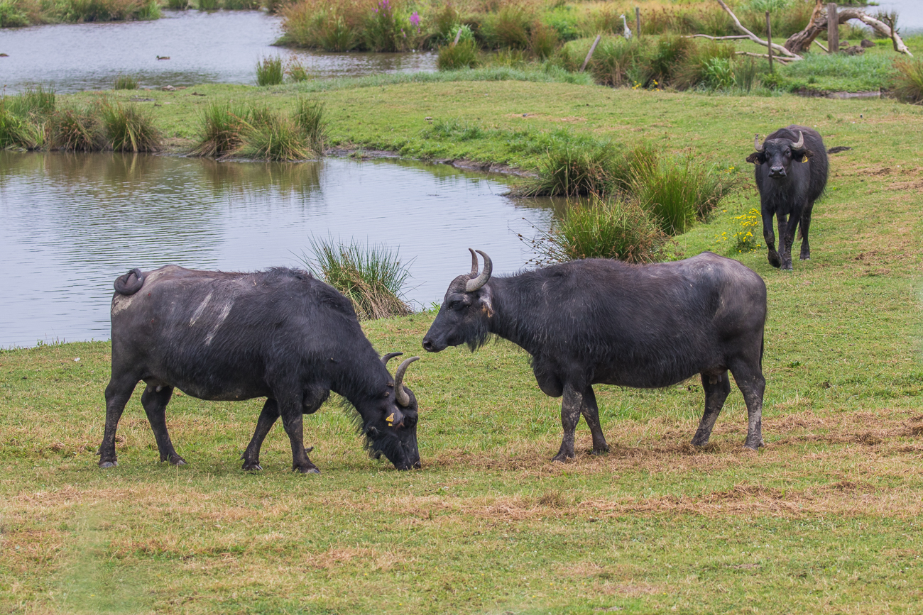 Wieder aus dem Wasser drau&szlig;en