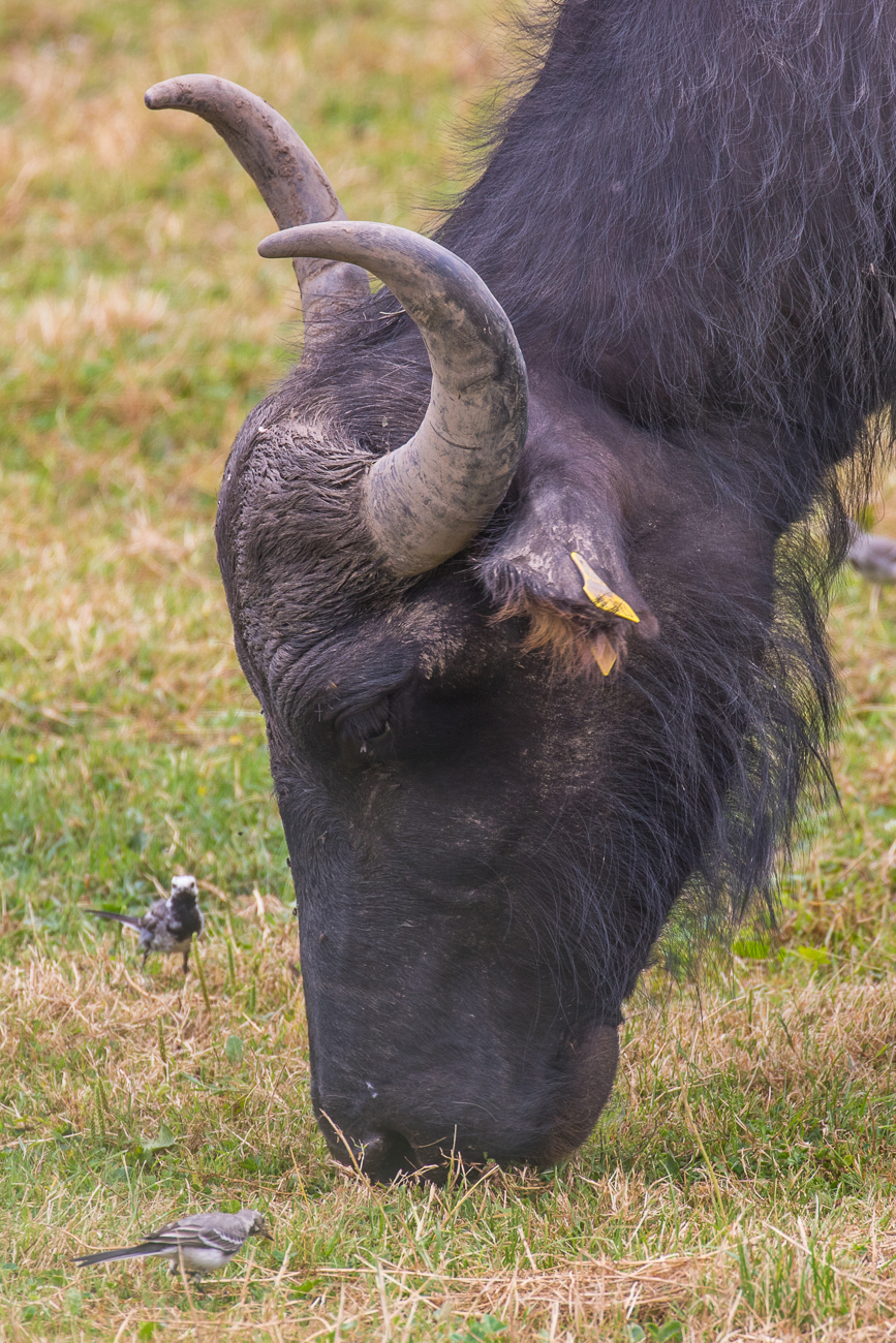 Bachstelzen schnappen sich die aufgeschreckten Insekten