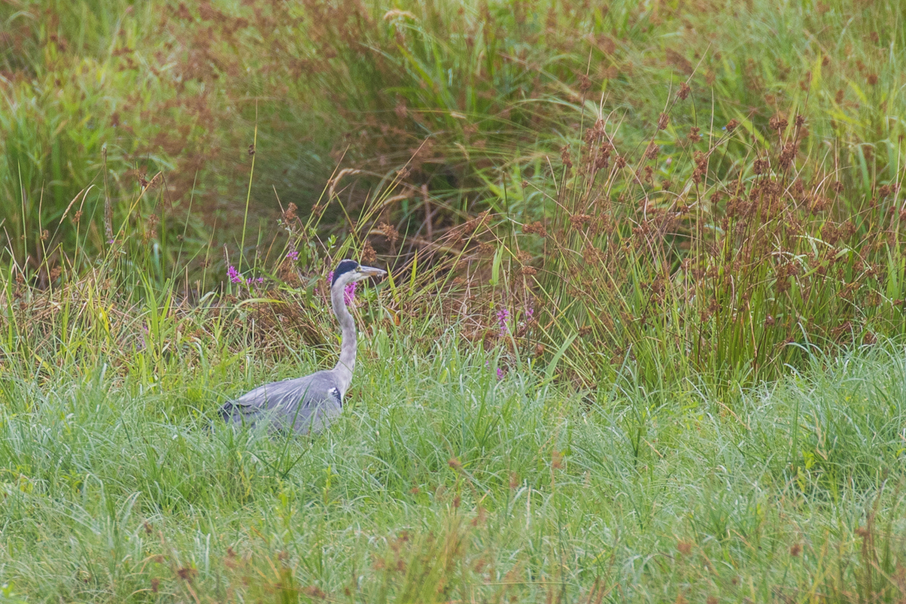 Graureiher auf der Pirsch