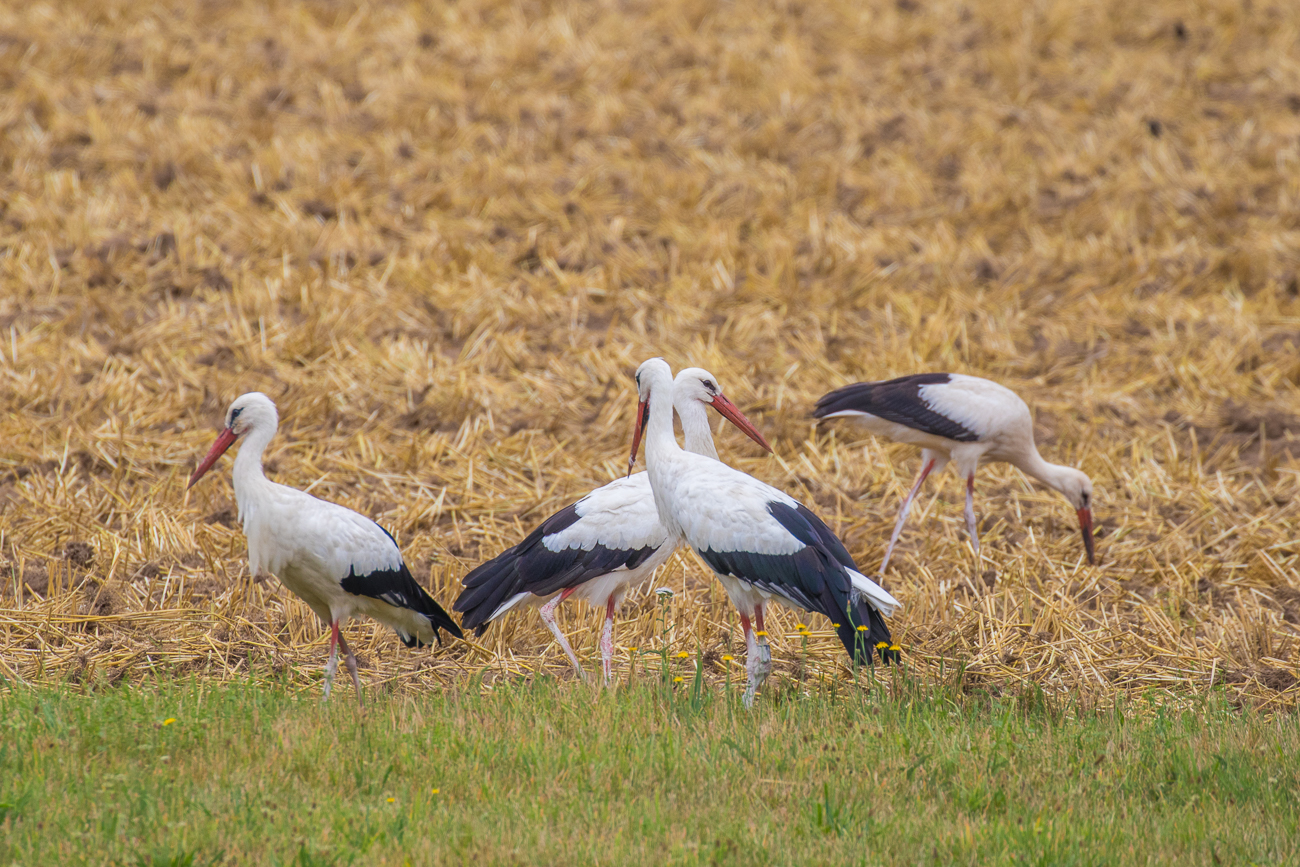 Auf die St&ouml;rche hatte ich es eigentlich abgesehen ...